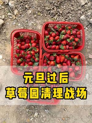 这草莓真的是一丢一个不吱声，说不心疼是假的 #草莓种植  #草莓采摘园  #采摘园  #果燃特别生态农场 #新鲜采摘