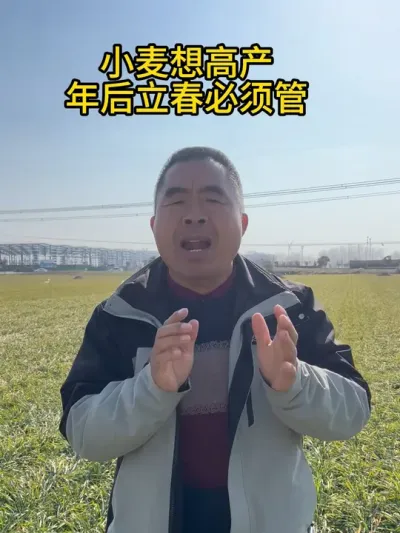 小麦想高产，年后立春必须管~ #服务三农支持三农 #抖音助农 #农业 #小麦 #田间地头就是我的舞台