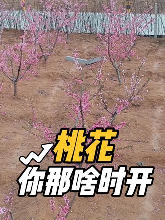 你那里桃花啥时开 春天来了，祝花果飘香，硕果累累#过年 #欢欢喜喜过大年 #新年祝福