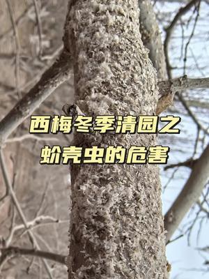 你知道蚧壳虫对果树的危害吗#蚧壳虫#西梅种植#农田行者#农田行者技术服务联盟#抖音助农