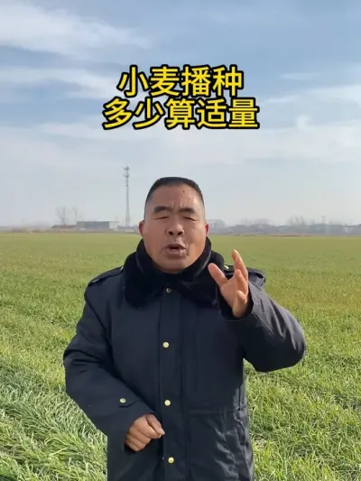 小麦播种多少算适量？ #服务三农支持三农 #分享农业知识帮农民增产增收 #传播农业小知识 #农业植保知识分享 #抖音助农