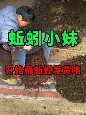 新年假期结束了，开始筛蚯蚓发货咯 #蚯蚓养殖 #三农 #农村创业
