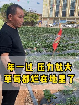 年一过 压力就大了，草莓全都烂在地里，批发价只有3-4一斤，哎！#草莓采摘 #草莓园 #草莓🍓