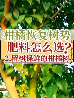柑橘恢复树势 肥料怎么选？ 2.对于留树保鲜的果树
#抖音知识年终大赏 #恢复树势 #柑橘种植 #内容启发搜索 #新农人计划2025