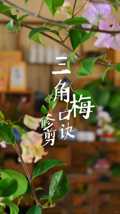 三角梅修剪，记住这个口诀就够用了！