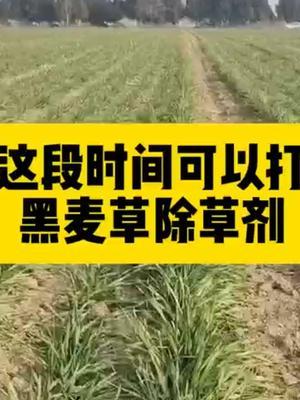 #抖音助农 #分享农业知识帮农民增产增收 #农业人话农业 #传播农业小知识 #头条作品双星激励计划