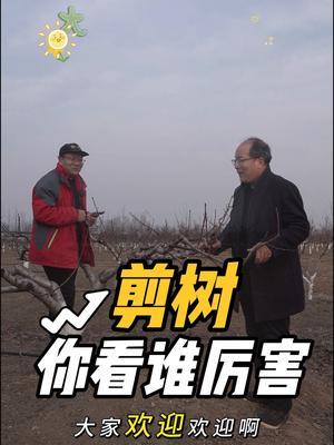 来了&ldquo;俩老师&rdquo; 看谁剪树，厉害#果树修剪 #果园管理 #修剪 #剪辑