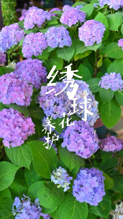 网购绣球收到后如何打理养护呢？建议收藏