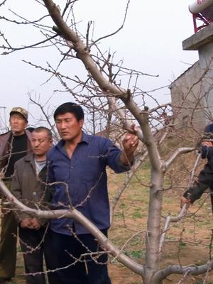 种桃树赔钱 听话照做很关键了，10年了，种植果树遇到哪些过不去的坎#果园管理