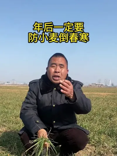 年后一定要防小麦倒春寒 #倒春寒 #小麦倒春寒 #小麦管理
