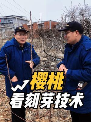 大樱桃 刻芽技术这样介绍#修剪 #大樱桃 #果园管理