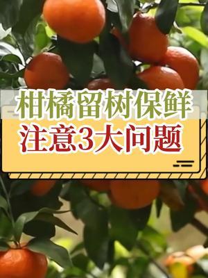 柑橘留树保鲜，注意3大问题 #抖音知识年终大赏 #内容启发搜索 #留树保鲜 #新农人计划2024 #三农