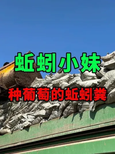 种葡萄的蚯蚓粪，满满一车 #蚯蚓养殖 #三农 #蚯蚓粪