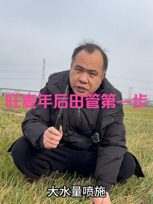旺麦年后田管第一步 想法助力软茎叶变正变硬，有弹性，返青起身拔节正常化。#三农种植 #农业种植技术
