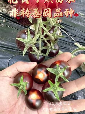 花青子黑番茄，不仅颜值高，产量高，收益高，营养价值也非常高，高端市场青睐的特色番茄品种！#黑番茄 #农业种植 #抖音助农 #三农 #农业