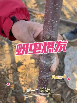 今年到现在天还不冷🥶 蚜虫可能要爆发。#果树修剪 #果园管理 #修剪 #蚜虫