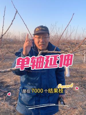乱的桃树怎么修剪 单轴延伸，主从关系要分明#果树修剪 #修剪