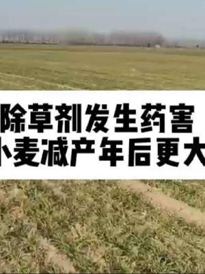 #农业人话农业 #抖音助农 #每天分享农业知识帮农民增产增收 #农业植保知识分享 #小麦冬季管理
