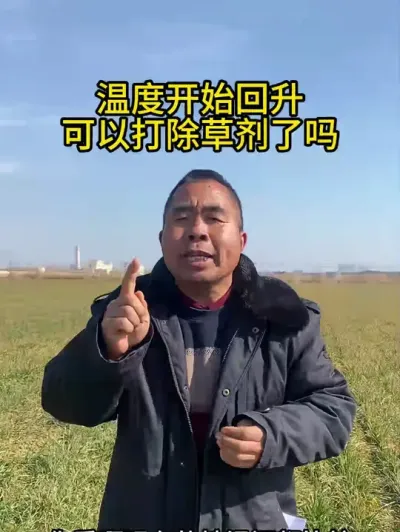 温度开始回升可以打除草剂了吗？ #麦田除草  #服务三农支持三农  #小麦种植  #小麦管理  #麦田除草剂看天气