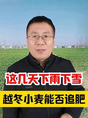 这几天下雨下雪，越冬期小麦能否追肥？ #小麦种植 #小麦种植管理技术 #小麦高产技术 #小麦管理 #分享农业知识帮农民增产增收