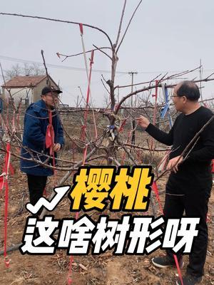 大樱桃 纺锤形 #欢欢喜喜过大年