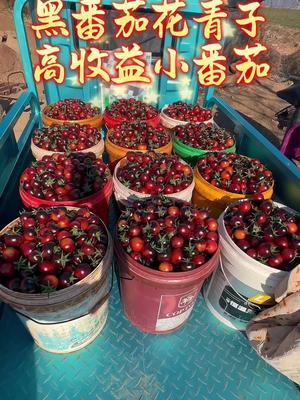 收益特别高的黑番茄花青子，产量高，效益好，耐裂，货架期特别长！#黑番茄 #农业种植 #抖音助农 #三农 #番茄