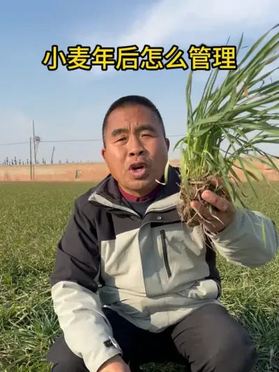 小麦年后怎么管理？ #服务三农支持三农 #农业种植 #抖音助农 #小麦 #我的农资之路