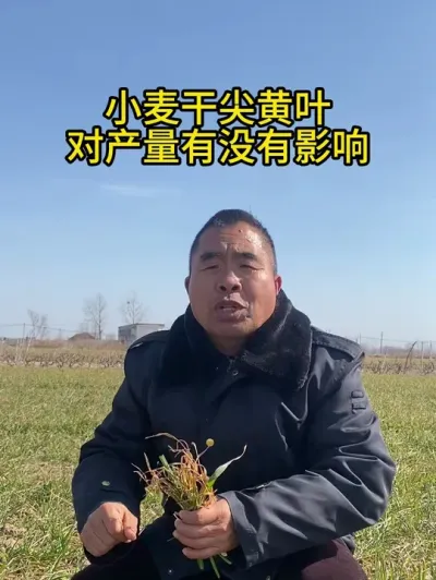 小麦干尖黄叶对产量有没有影响？ #服务三农支持三农  #小麦种植  #小麦管理  #小麦种植管理技术