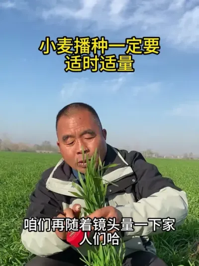 小麦播种一定要适时适量~ #小麦 #小麦管理 #小麦种植 #小麦种植管理技术 #三农