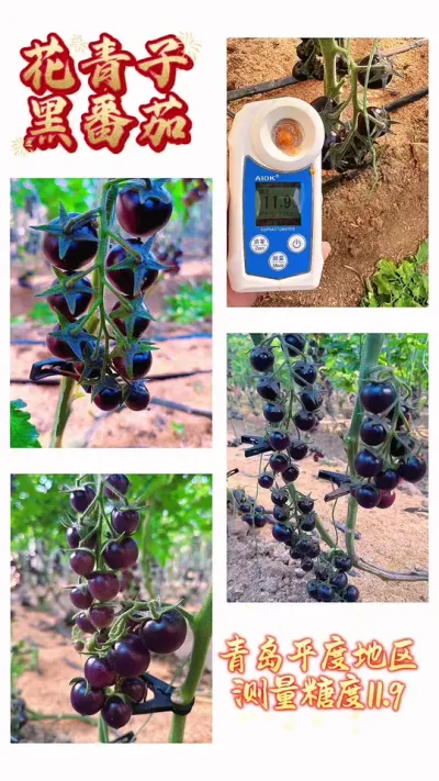 黑番茄花青子在平度测糖11.9，高口感，风味十足！非转基因黑番茄！#黑番茄 #农业种植 #抖音助农 #三农 #优质种苗