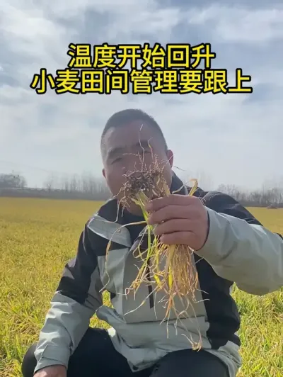 温度开始回升小麦田间管理要跟上！ #小麦 #三农 #农技分享 #小麦种植