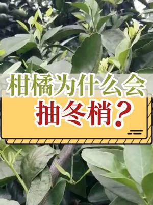 柑橘为什么会抽冬梢？ #抖音知识年终大赏 #内容启发搜索 #冬梢 #新农人计划2024 #柑橘种植