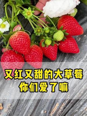#广州吃喝玩乐 哇！这草莓又大又多又红又甜！你们爱了嘛！！！#草莓采摘 #草莓采摘园 #摘草莓