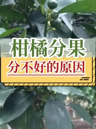 柑橘分果分不好的原因 #分果 #柑橘 #新农人计划2025  #支持三农扶持三农发展 #抖音助农扶农