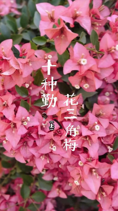 10种勤花三角梅（上）#花卉绿植[话题]# #三角梅[话题]# #勤花三角梅[话题]# #勤花品种[话题]# #爱生活爱养花种花[话题]# #点缀生活的花[话题]# #花卉植物[话题]# #养花的尽头