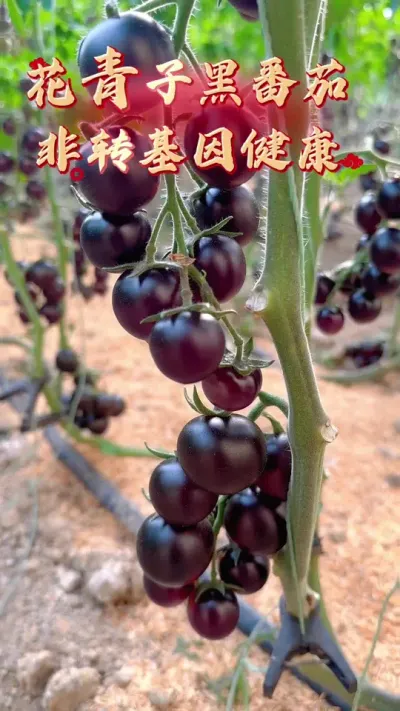 高收益特色小黑番茄～花青子！亩产25000斤，最高可卖18一斤，非转基因品种！#黑番茄 #农业种植 #抖音助农 #三农 #番茄种植