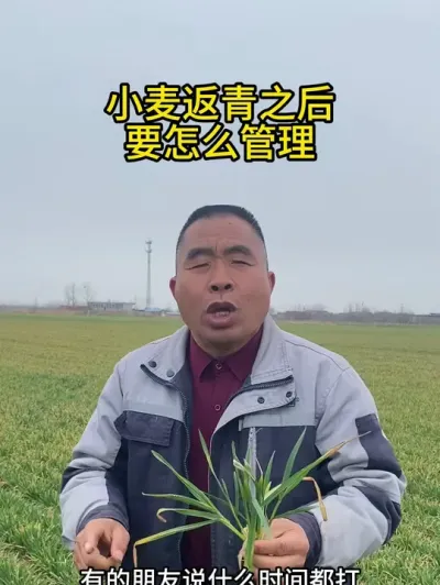 小麦返青之后要怎么管理 #小麦 #小麦返青期管理 #小麦种植 #三农
