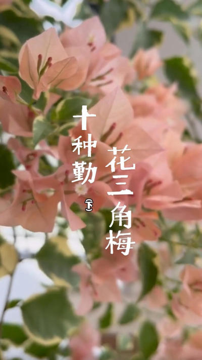 10种勤花三角梅（下）#花卉绿植[话题]# #花卉植物[话题]# #三角梅[话题]# #勤花品种[话题]# #爱生活爱养花种花[话题]# #勤花三角梅[话题]# #养花小知识[话题]##养花的尽头是三