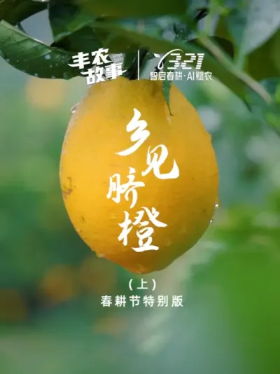 重磅推荐！丰农故事特别版，探寻解密赣南脐橙的乡村振兴之路，《乡见&middot;脐橙》正式上线！🎥 这次我们深入赣南大地，记录了如何从156株脐橙苗的引入，发展成为带动乡村振兴的&ldquo;黄金产业&rdquo;。 #赣南脐橙  #乡村