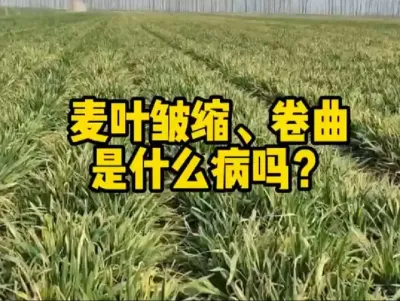 #抖音助农 #分享农业知识帮农民增产增收 #服务三农支持三农 #农业人话农业 #传播农业小知识