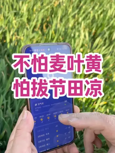 不怕麦叶黄 怕拔节田凉 拔凉、拔凉，是不是这么来的！！！#农业种植