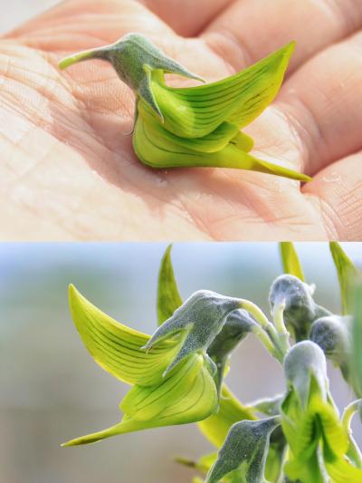 我猜你肯定没见过这种传闻里的植物是谁拍到了传说中的青鸟[doge]哇哦，是我哈哈。视频版的晚点发出来。
「蓬山此去无多路，青鸟殷勤为探看」
一整串盛开的青鸟花Crotalaria cunningham