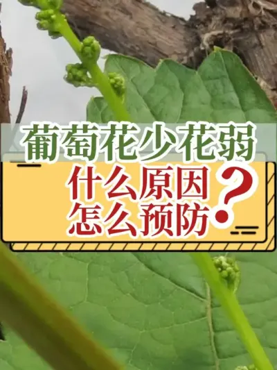 葡萄花少花弱，什么原因？怎么预防？ #新农人计划2025  #葡萄 #开花坐果 #支持三农扶持三农发展