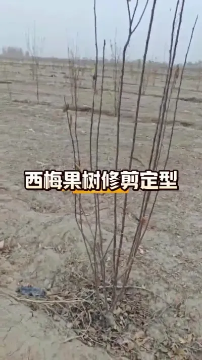 西梅树修剪定型#西梅种植#农田行者技术服务联盟#农田行者