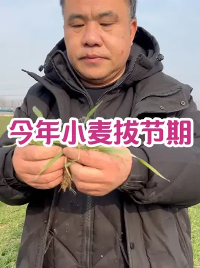 今年小麦拔节期 南早北晚、早播早晚播晚、早熟品种早、晚熟品种晚！大概在3月10日左右开始拔节！#三农种植 #农业种植技术