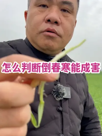 怎么判断倒春寒能成害 低温前，预防；低温后早挽救。以此为依据#小麦年后管理