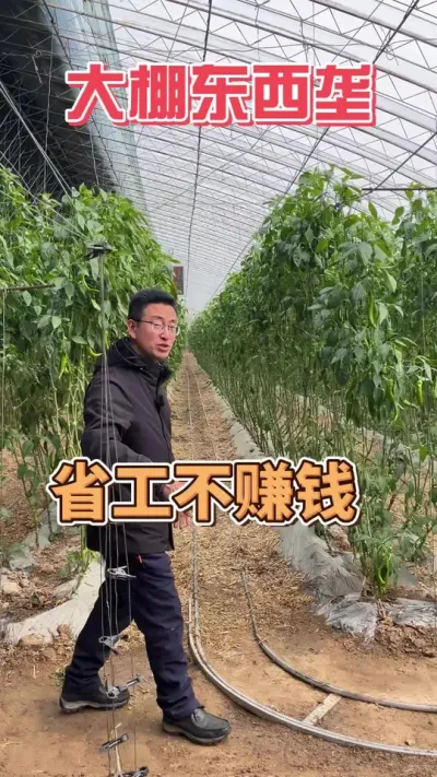 做农业一定要实事求是，看看这样的创新！ 大棚种植为了机械化，牺牲产量影响收入#抖音助农 #乡野春日地图 #农业机械 #农业种植