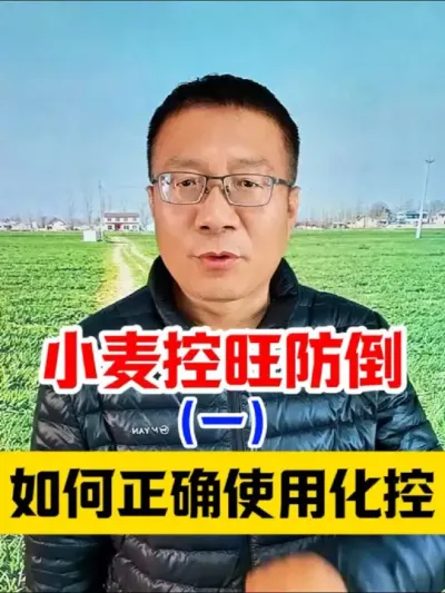小麦控旺防倒讲解（一）：如何正确化控？ 下个视频讲解肥控！ #小麦种植 #小麦种植管理技术 #小麦高产技术 #小麦控旺 #小麦倒伏
