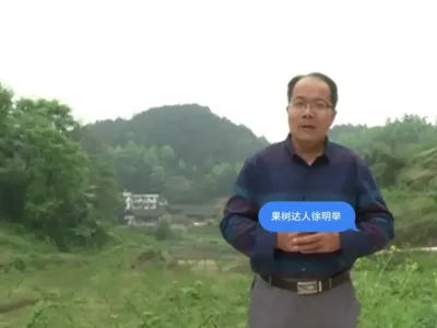 桃园郁闭需要改造，看看改造的效果 你对桃树树形改造怎么看呢#果园管理 #农业技术推广 #桃树管理 每天早6点直播。