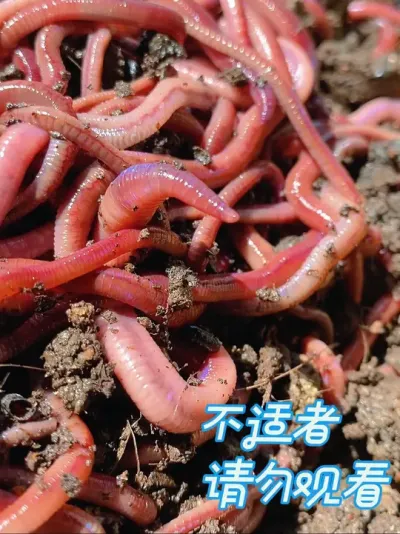 闪闪惹人爱，有阳光就有活力，农村创业养殖关注蚯蚓 #蚯蚓养殖 #现场实拍 #养殖创业